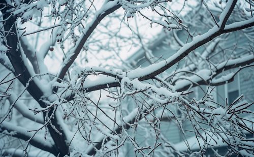 Essential Practices for Winter Tree Care