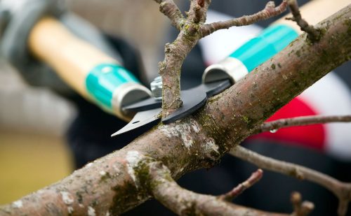 The Best Time to Trim Trees