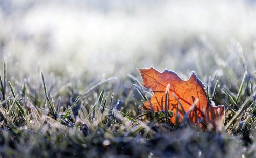 Essential Tips to Winterize a Lawn
